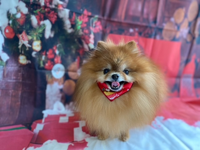 ポメラニアン チャイちゃん トリミングコース