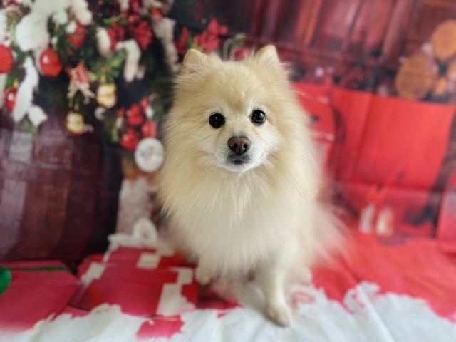 ポメラニアン ミルフィーちゃん グルーミングコース