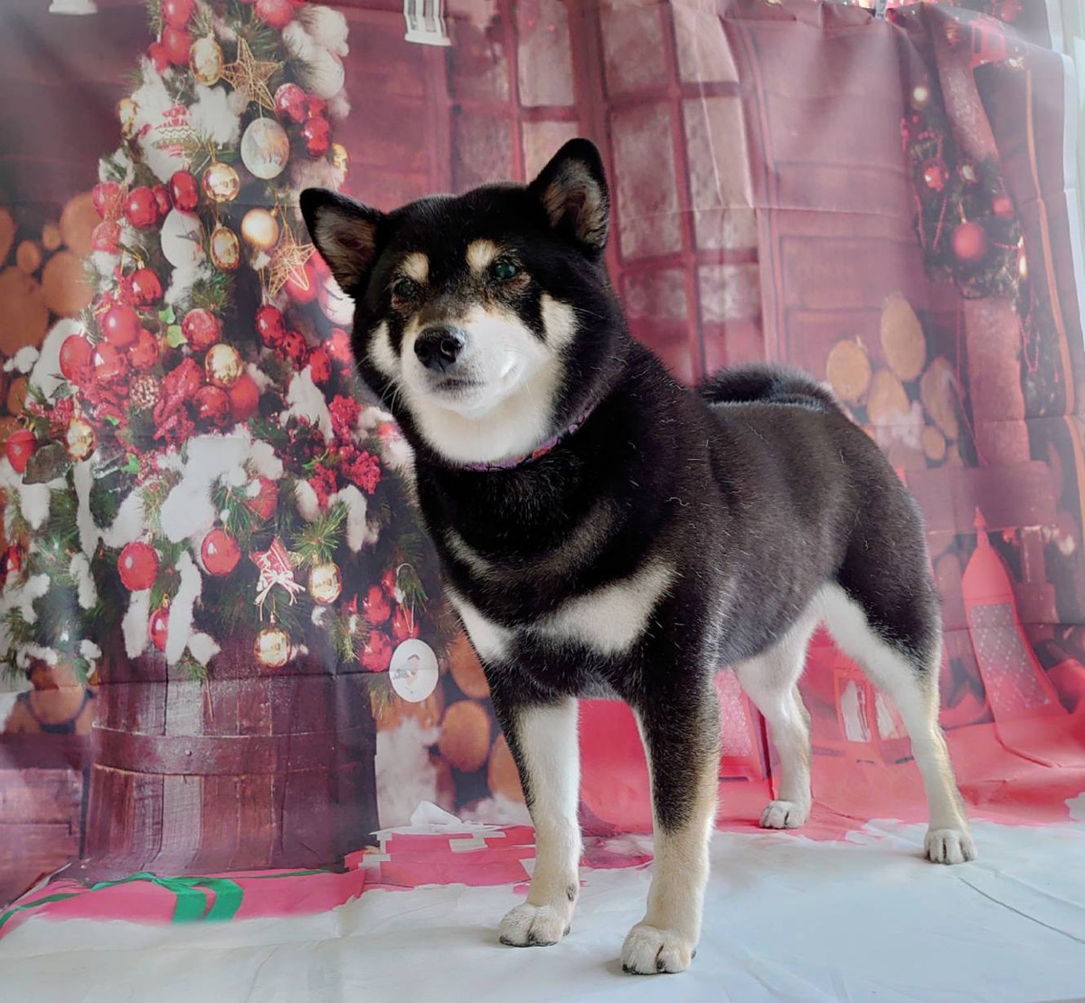 柴のさくらちゃん グルーミングコース