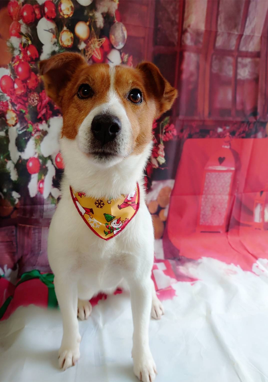 ジャックラッセルのマロンちゃん グルーミングコース