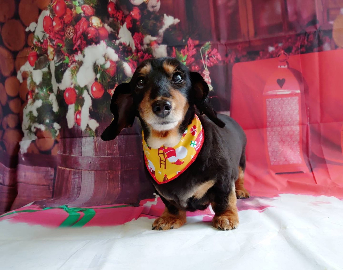 ダックスのモモちゃん トリミングコース