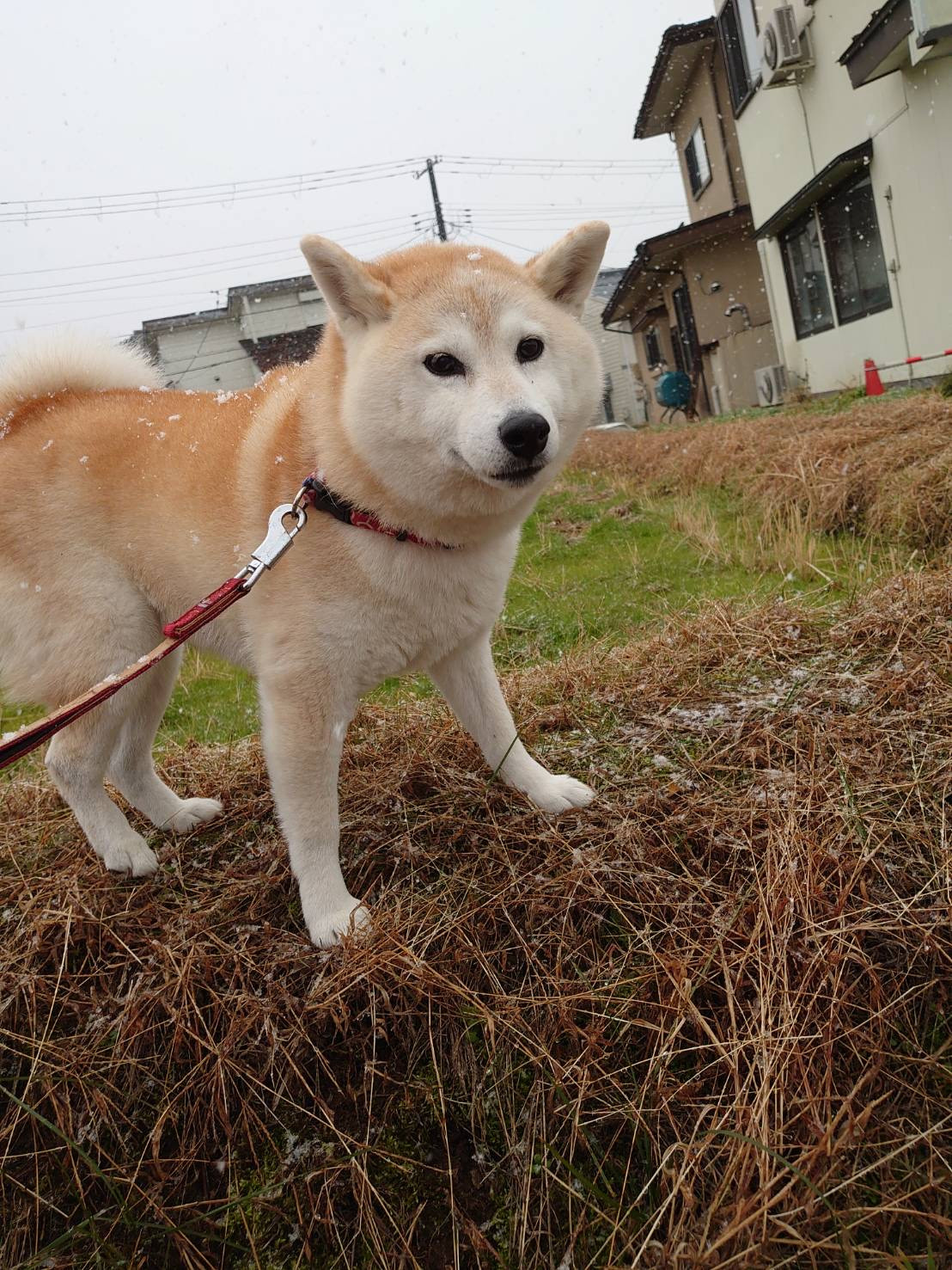 柴のクッキーちゃん お泊まりの様子