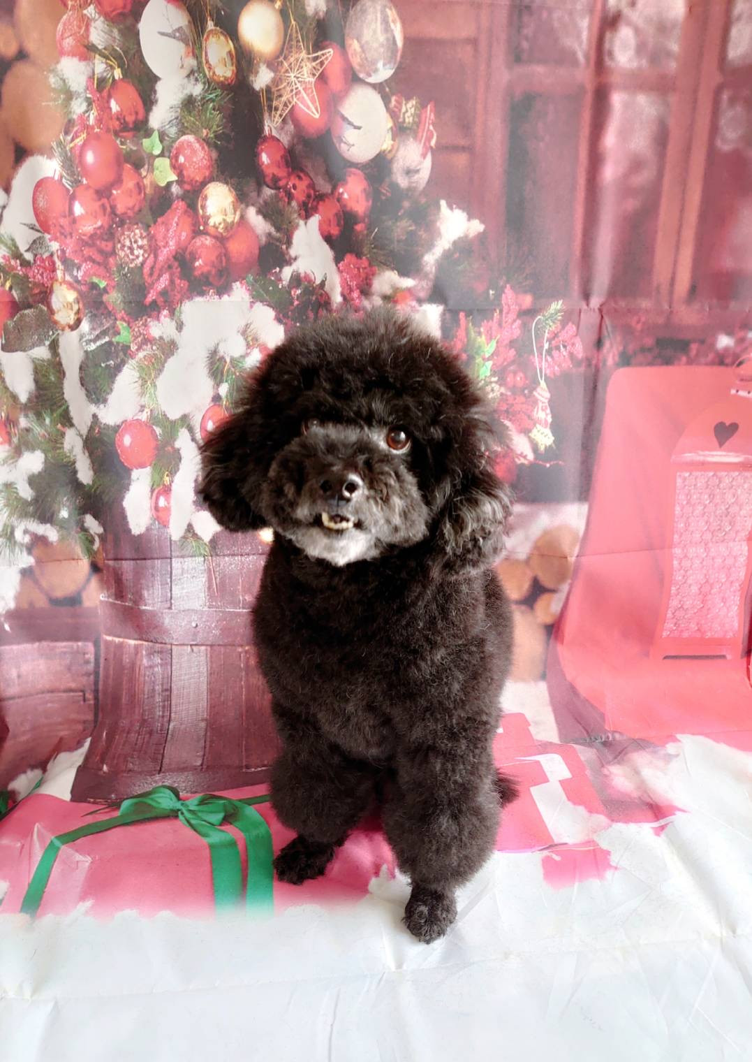 プードルちゃんクールちゃん シャンプーコース