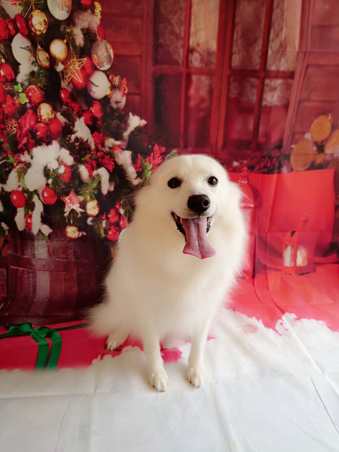 スピッツのシロちゃん シャンプーコース