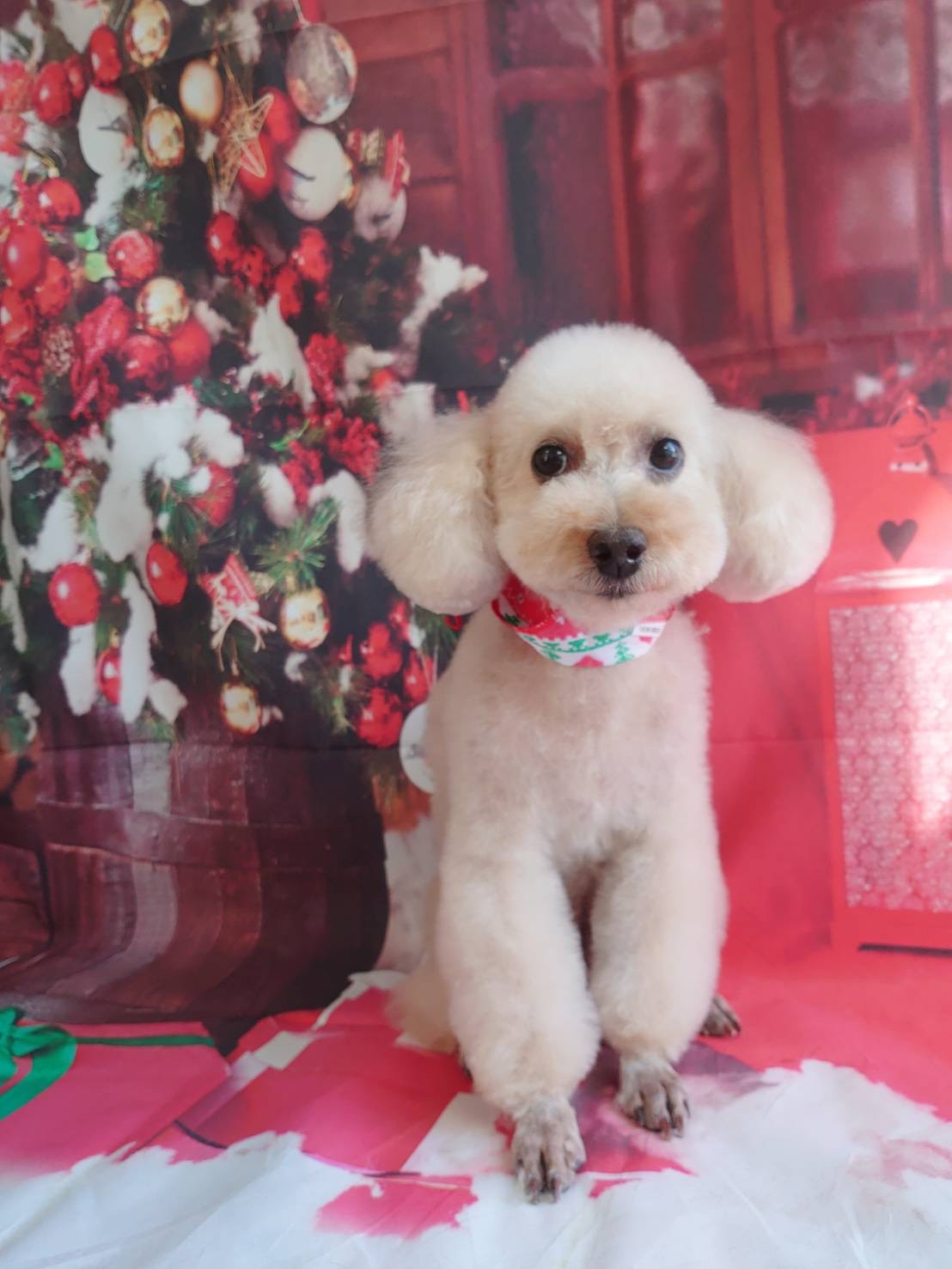 プードルのマロンちゃん トリミングコ ース