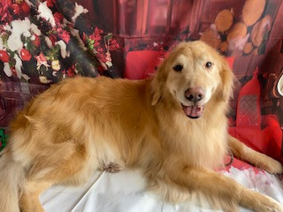 ゴールデンレトリバー アビーちゃん グルーミングコース