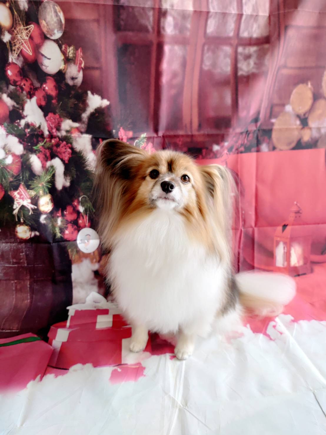 パピヨンのパピ助ちゃん グルーミングコース デンタル