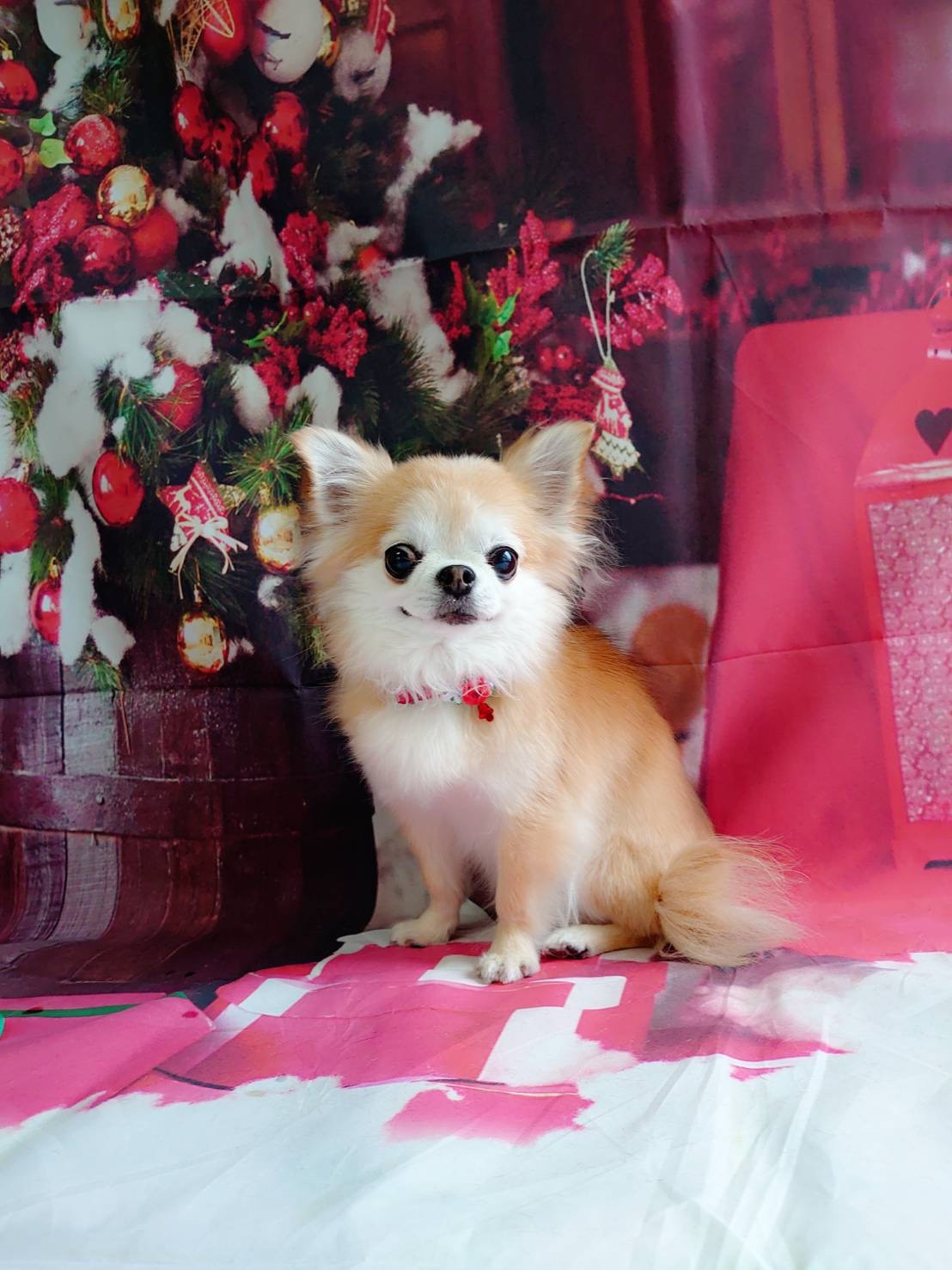 チワワのちよちゃん グルーミングコース 部分カット デンタル