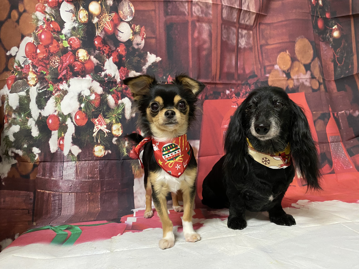 チワワのめるるちゃん&ダックスのクゥちゃん トリミングコース