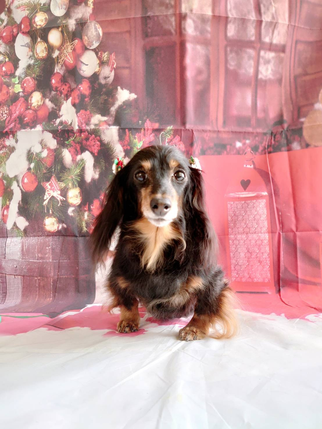 ダックスのモモちゃん グルーミングコース デンタル