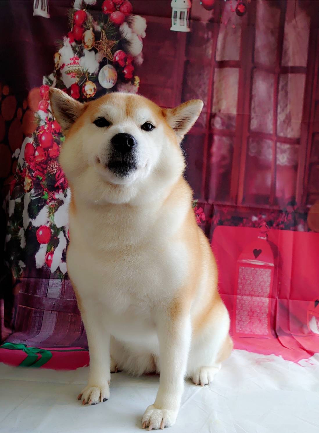 柴のくるみちゃん グルーミングコース