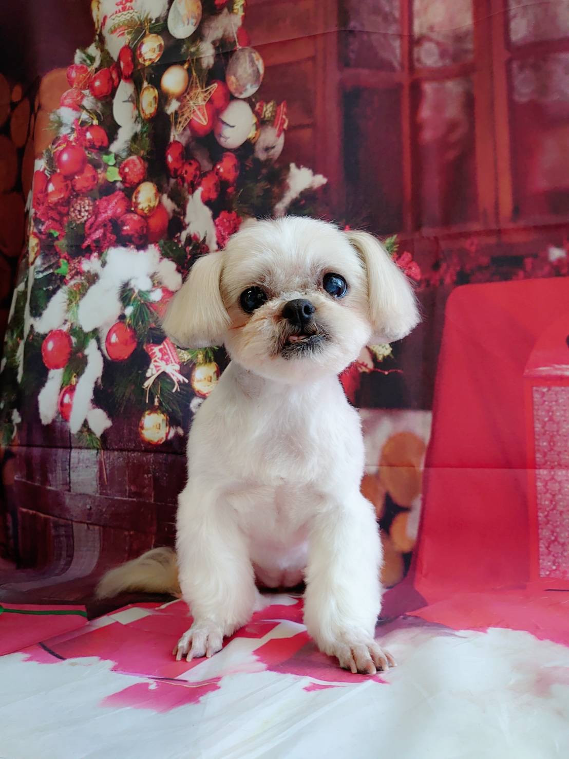 シーズーのシーちゃん&プードルのベイリーちゃん トリミングコース