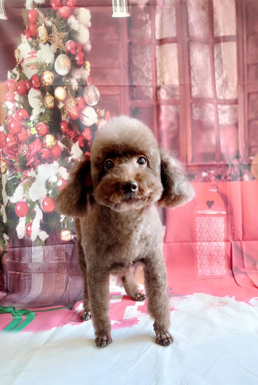 シーズーのシーちゃん&プードルのベイリーちゃん トリミングコース