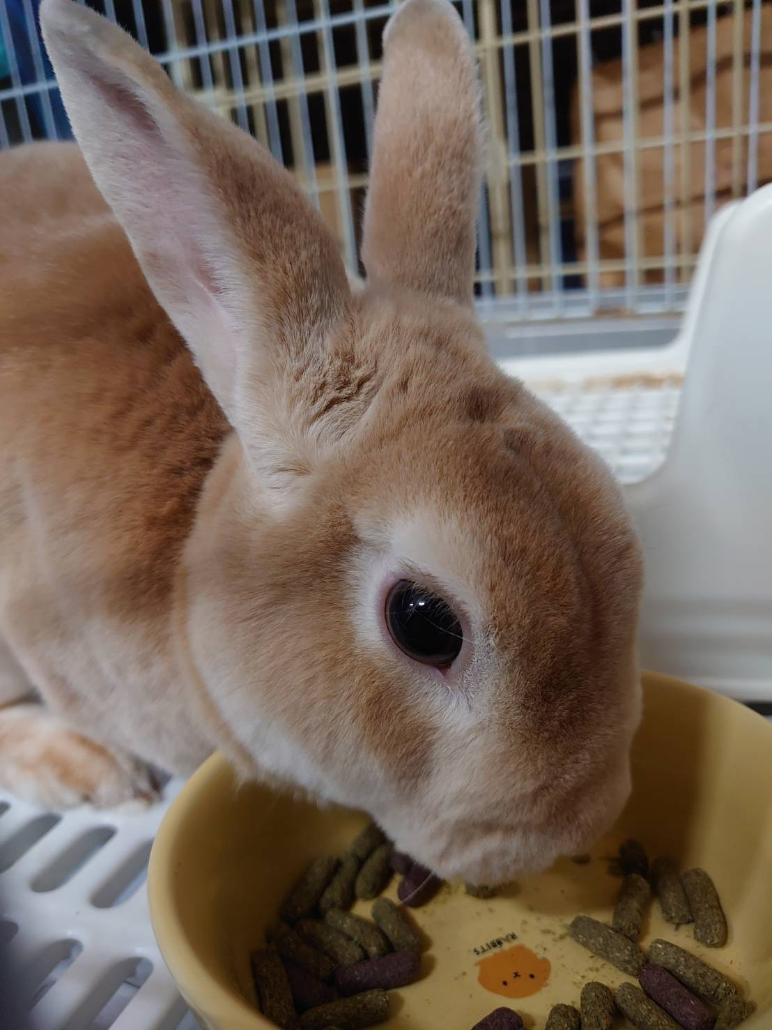 うさぎのフランちゃん お泊まりの様子