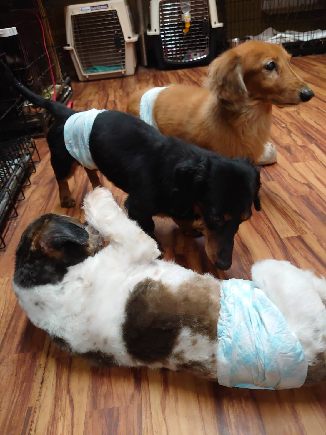 ダックスのレオちゃん&ラクちゃん お泊まりの様子