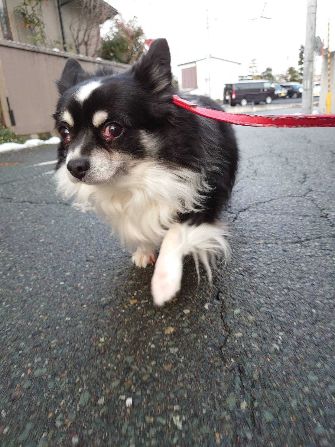 チワワのまるおちゃん お泊まりの様子