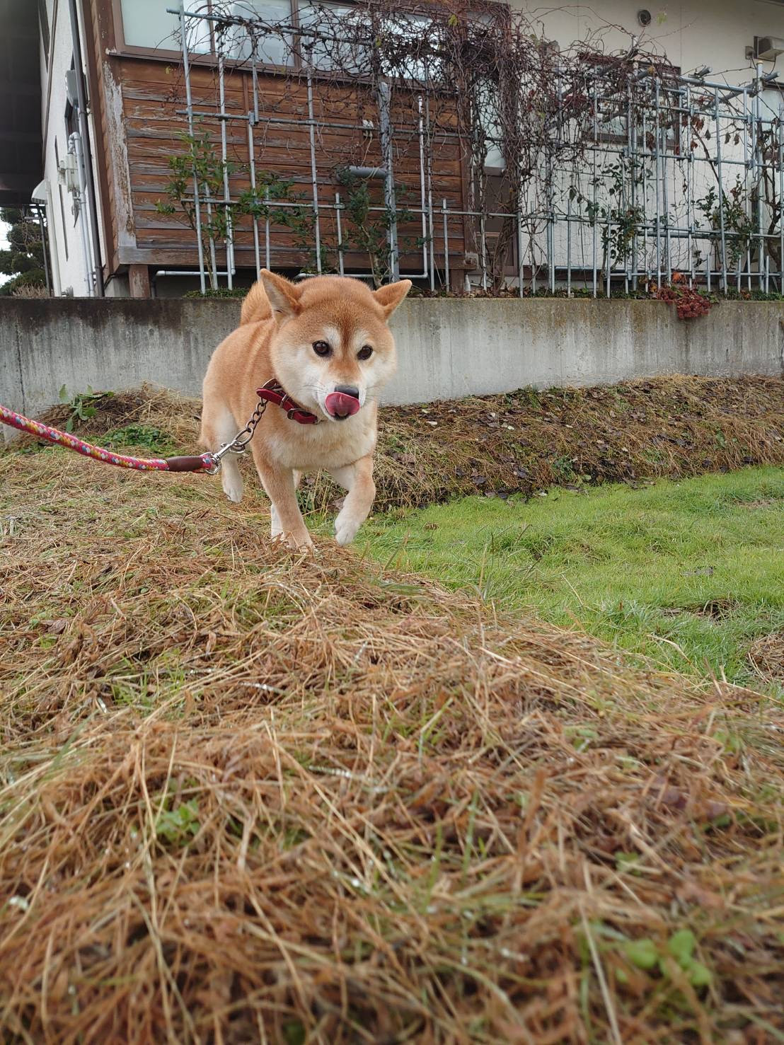 柴のももちゃん お泊まりの様子