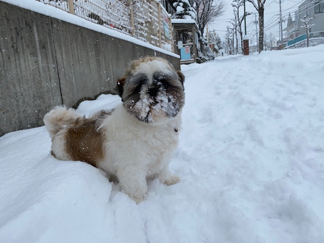 シーズー モコちゃん お泊まりの様子