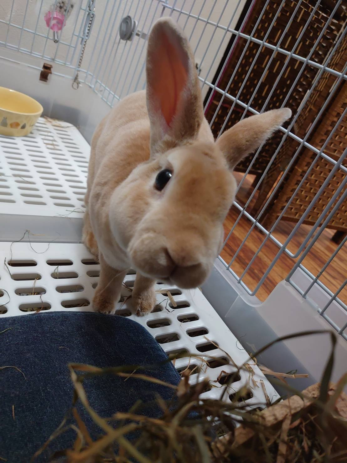 うさぎのフランちゃん お泊まりの様子