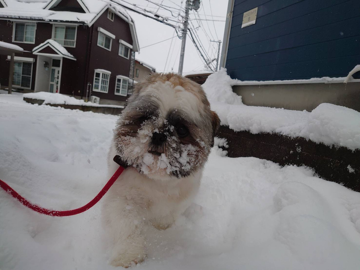 シーズーのモコちゃん お泊まりの様子