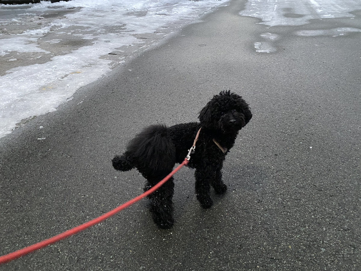 プードルのクロムちゃん お泊まりの様子
