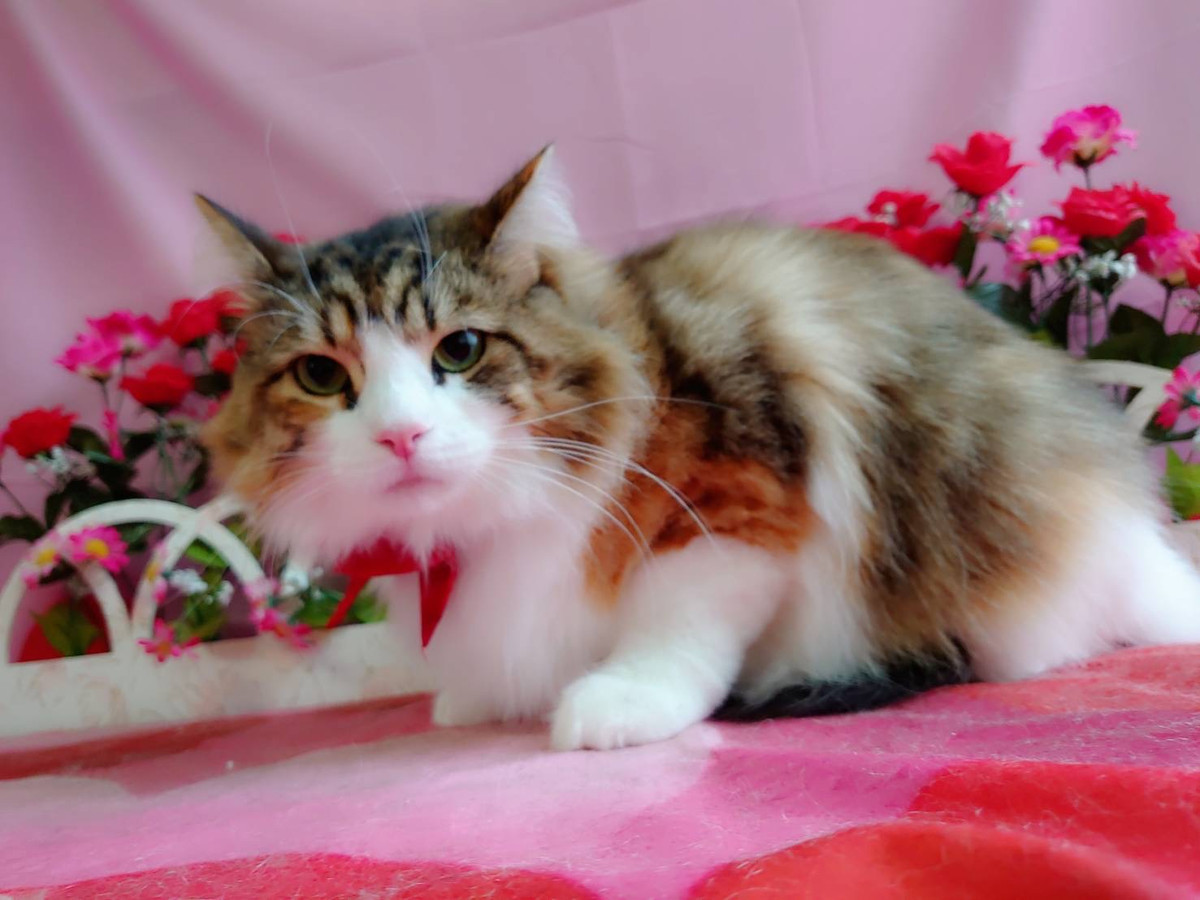 ノルウェージャンのミニョンちゃん シャンプーコース お爪切り お耳掃除