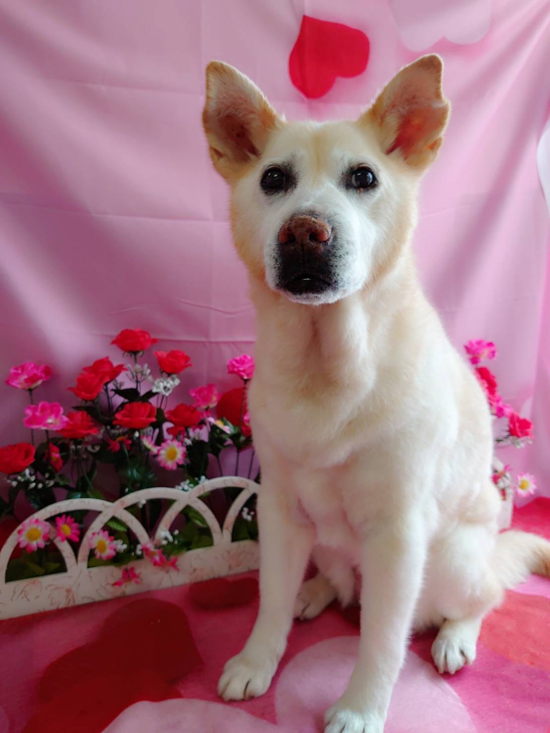 MIXのアイカちゃん グルーミングコース