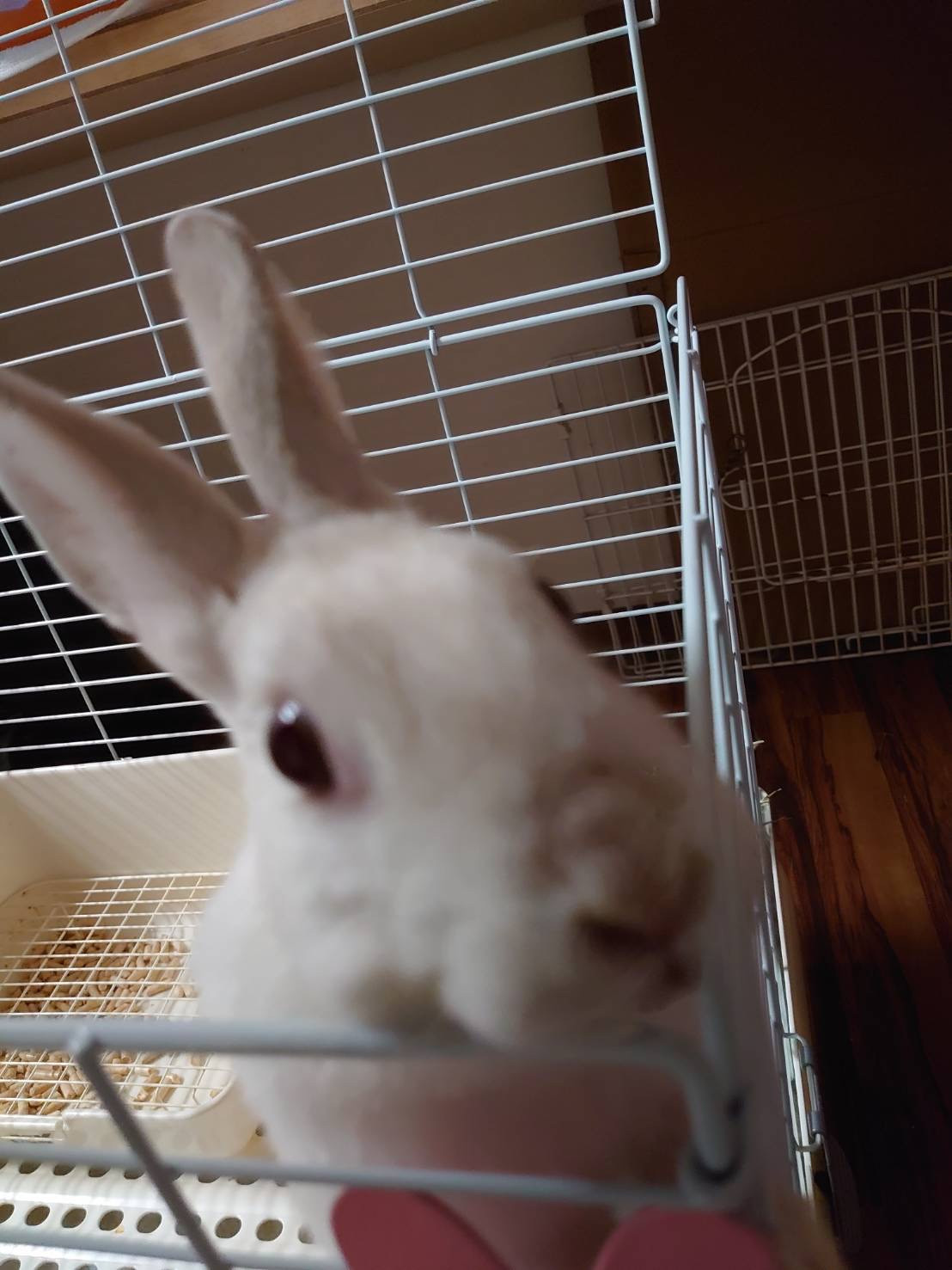 うさぎのぽぽちゃん＆めめちゃん お泊まりの様子