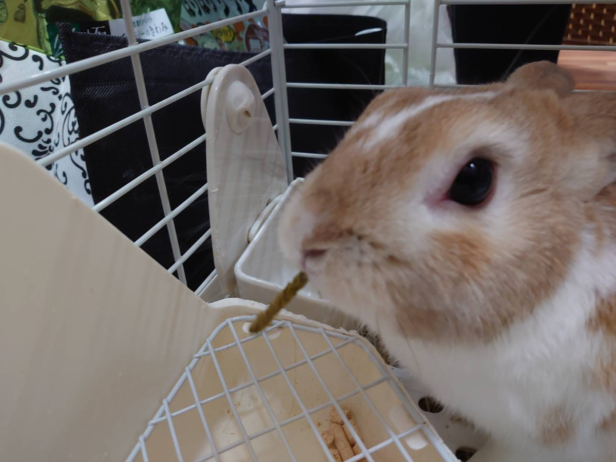 うさぎのめめちゃん&ぽぽちゃん お泊まりの様子