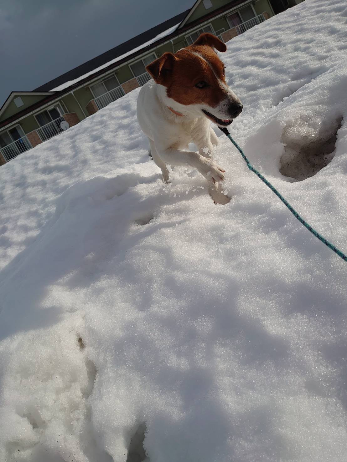 ジャックラッセルのマロンちゃん お泊まりの様子