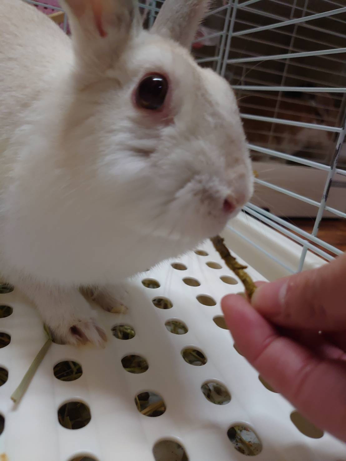 うさぎのめめちゃん&ぽぽちゃん お泊まりの様子