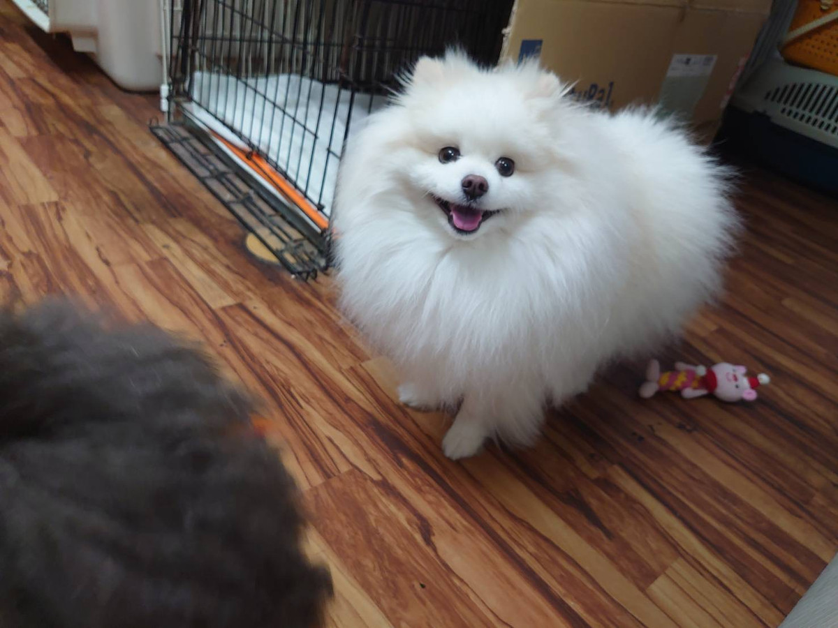 ポメラニアンのコロンちゃん お泊まりの様子