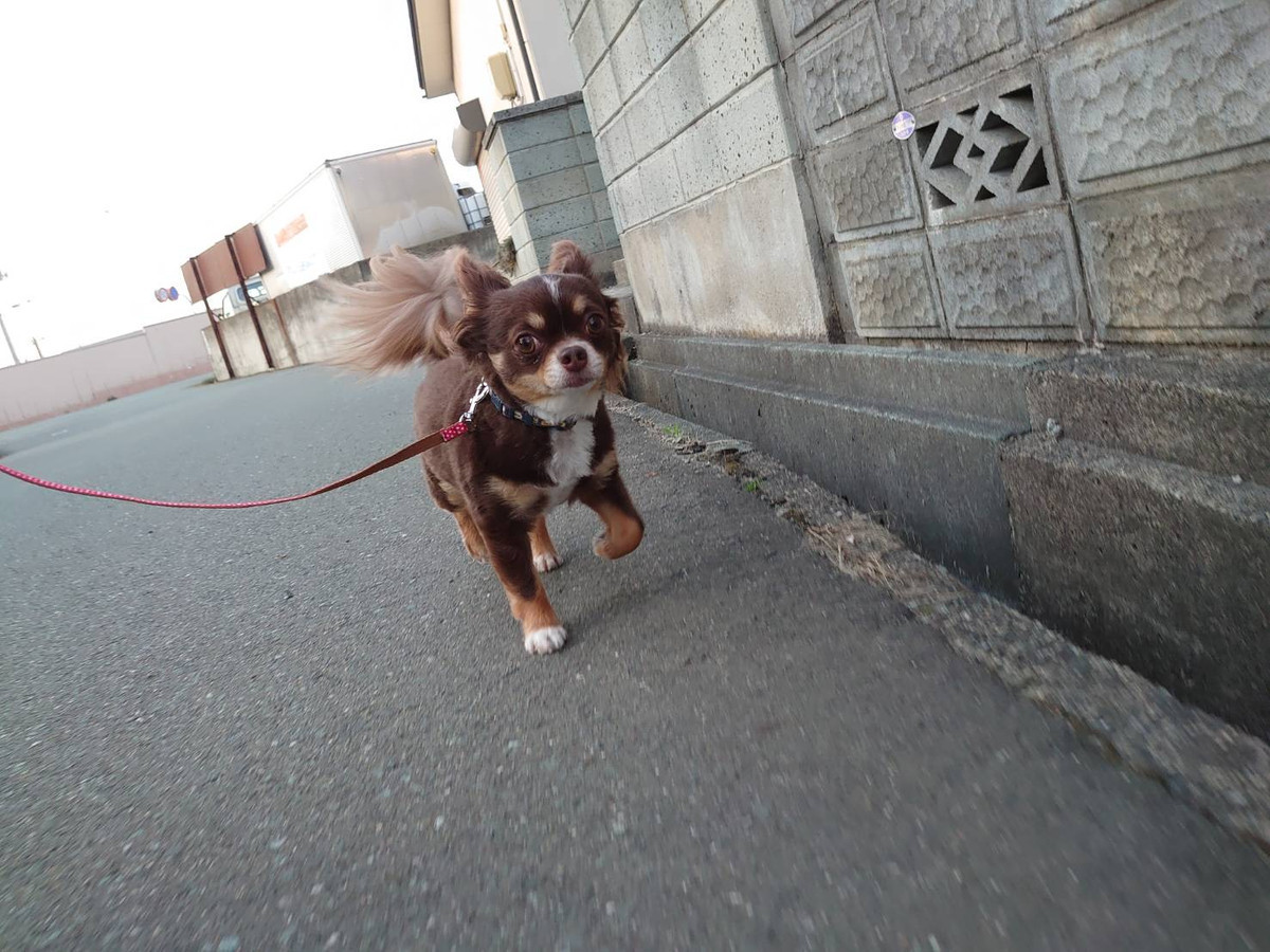 チワワのココちゃん お泊まりの様子