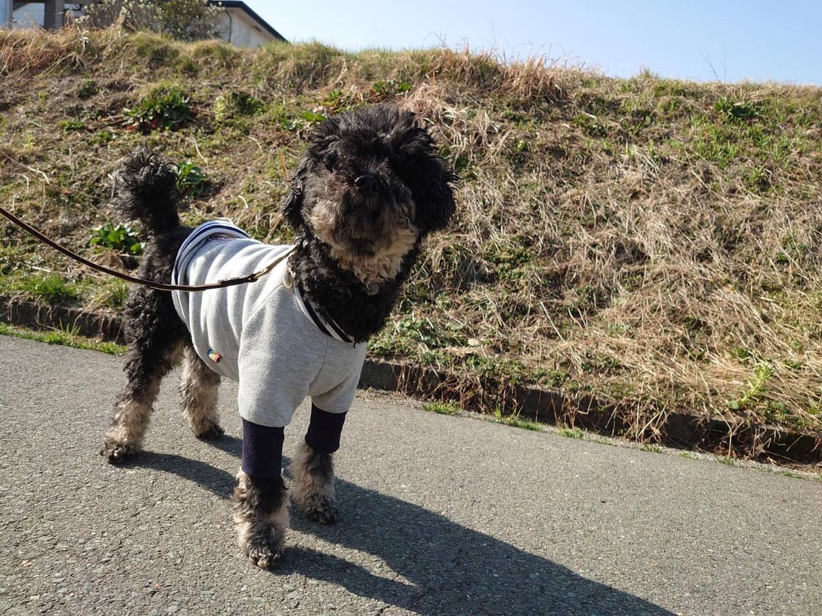 プードルのりくちゃん お泊まりの様子
