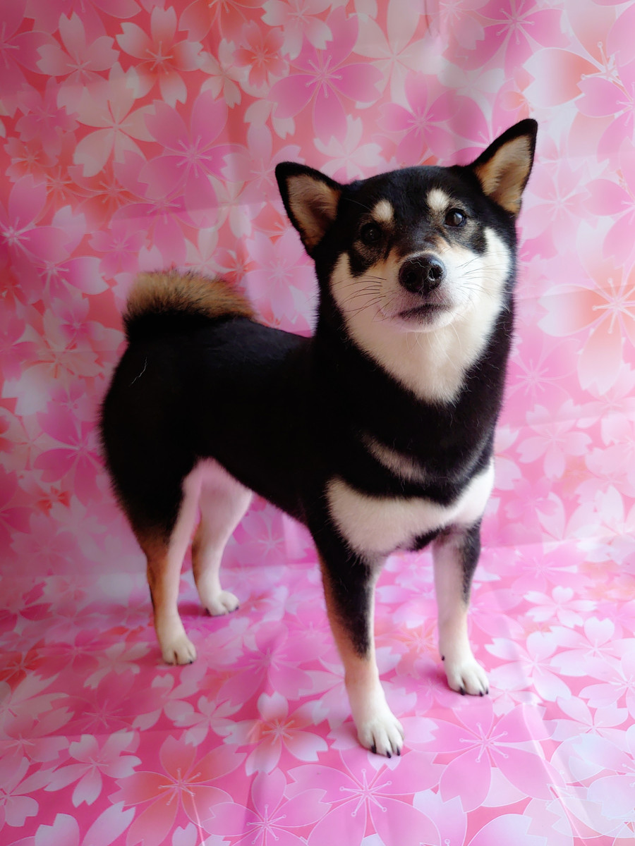 C360_2021040318272562