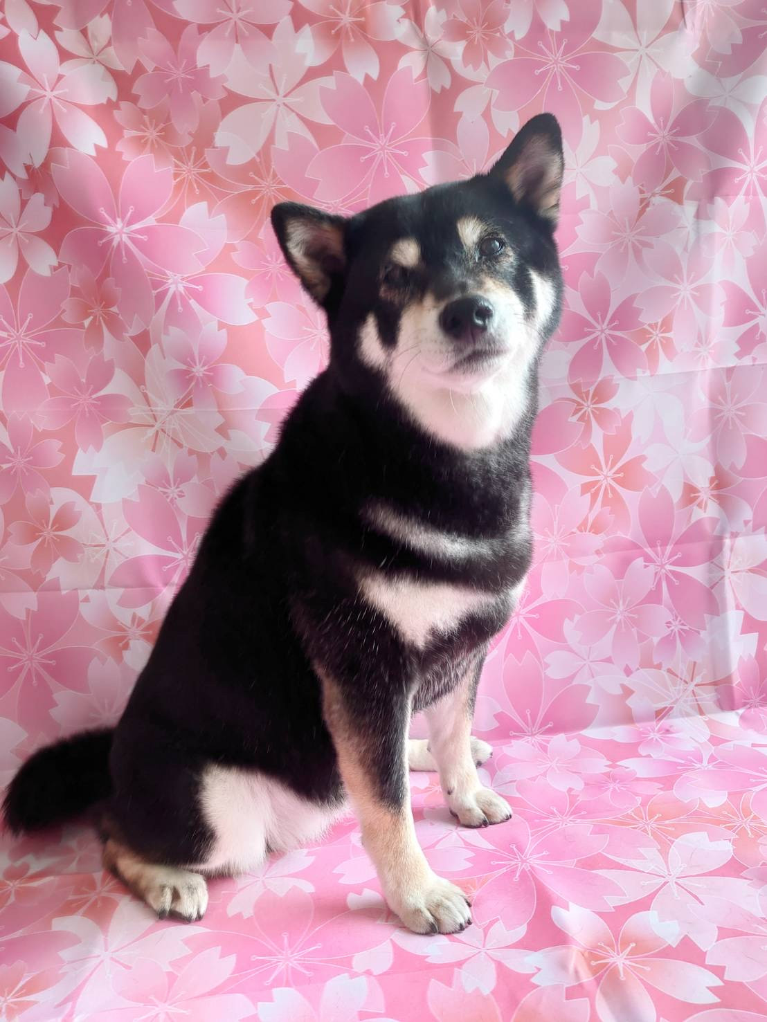 柴のさくらちゃん グルーミングコース