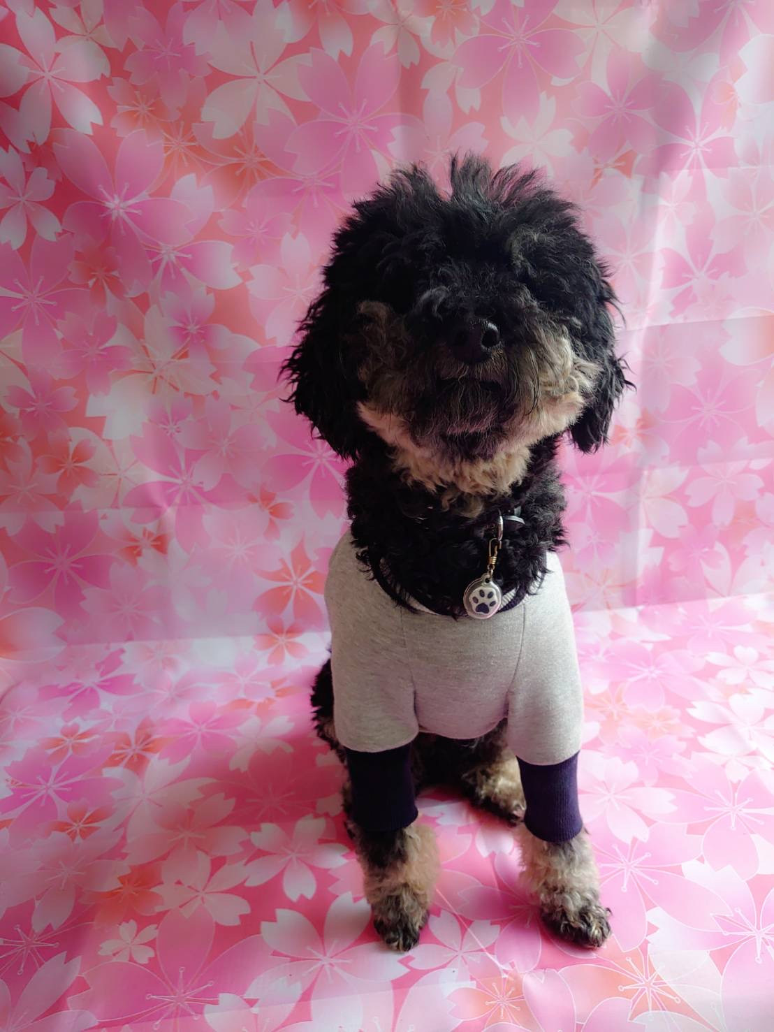 プードルのりくちゃん お爪切り