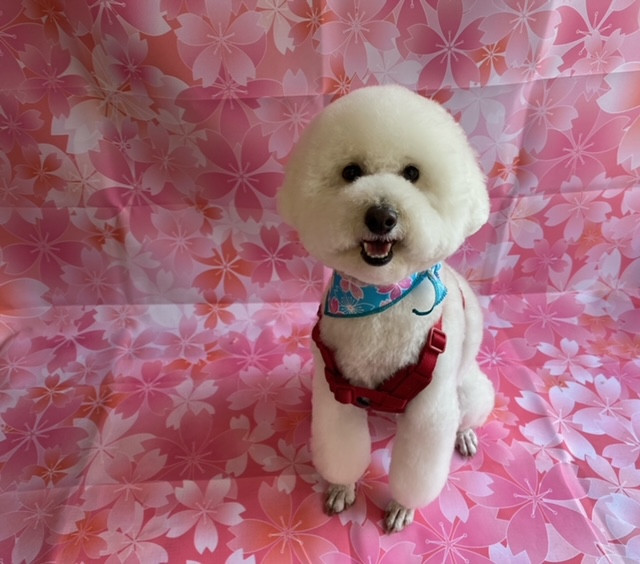 トイプードル むくちゃん トリミングコース