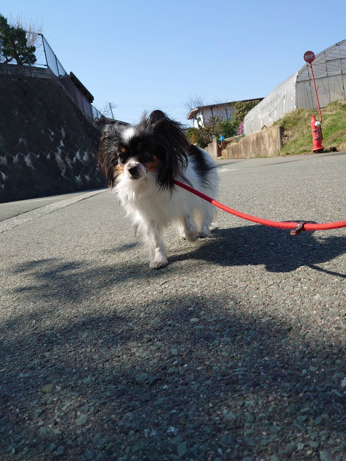 パピヨンのアニーちゃん お泊まりの様子