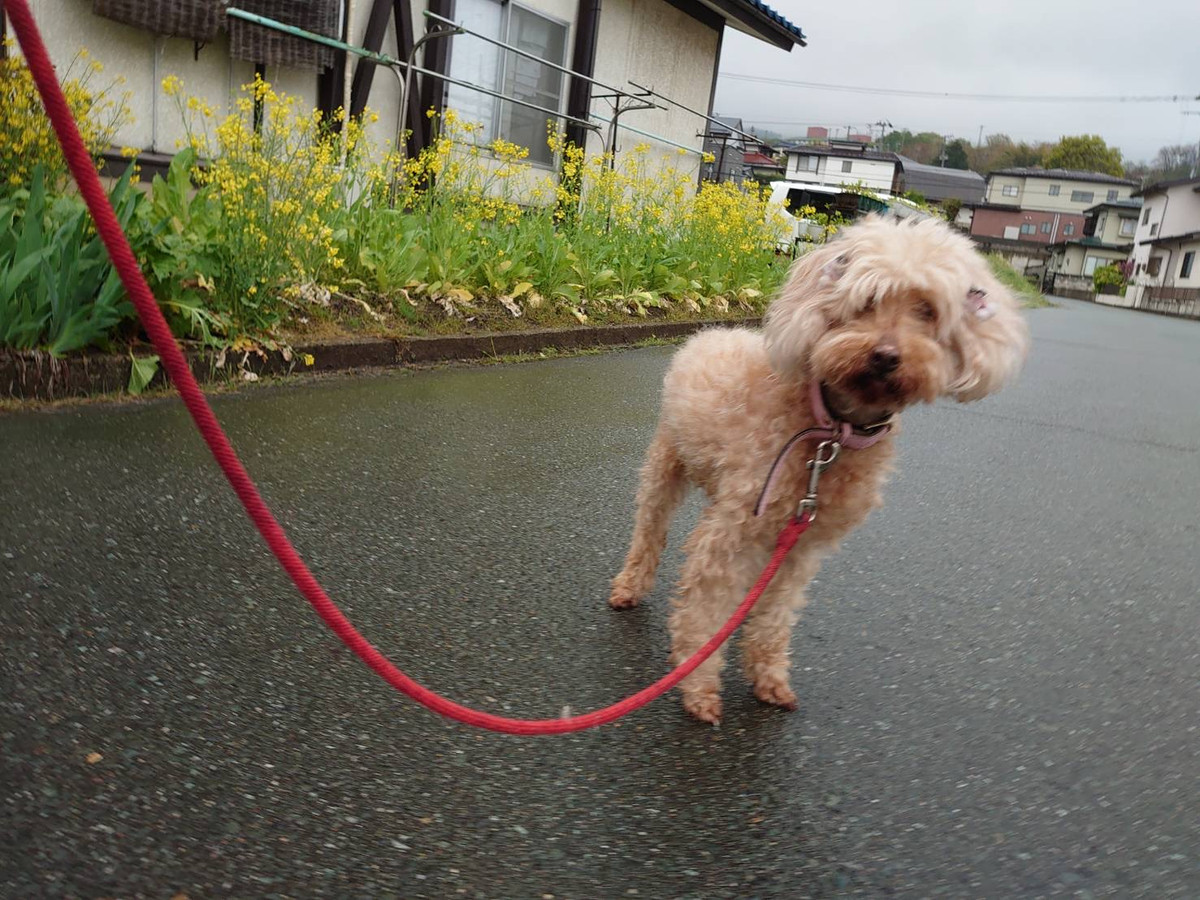 プードルのルルちゃん お泊まりの様子