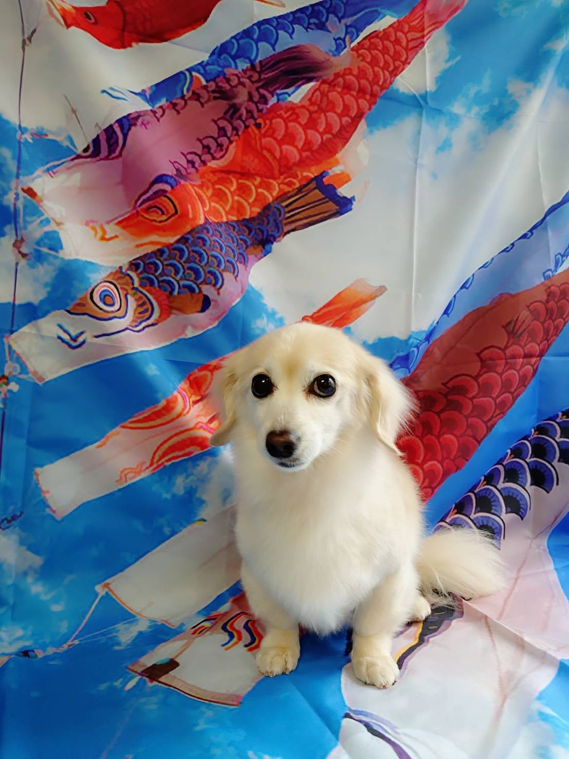 チワワ×ダックスのアクアちゃん グルーミングコース