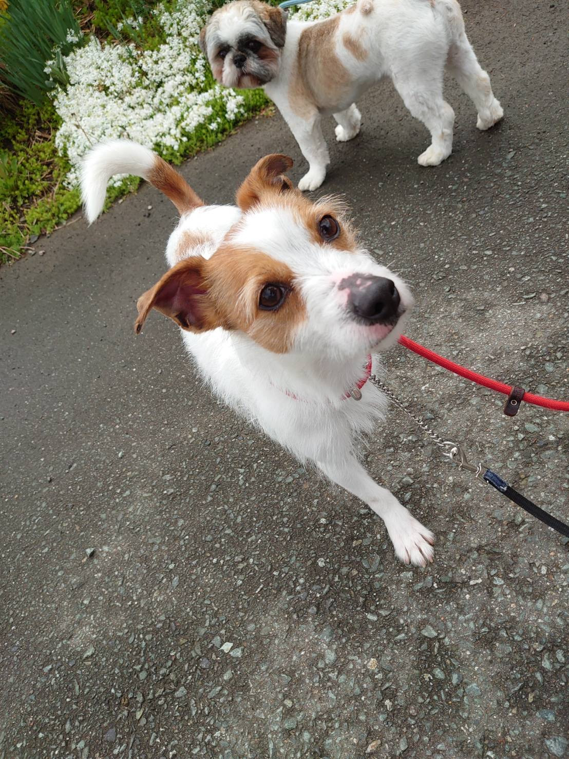 ジャックラッセルのジャックちゃん お泊まりの様子