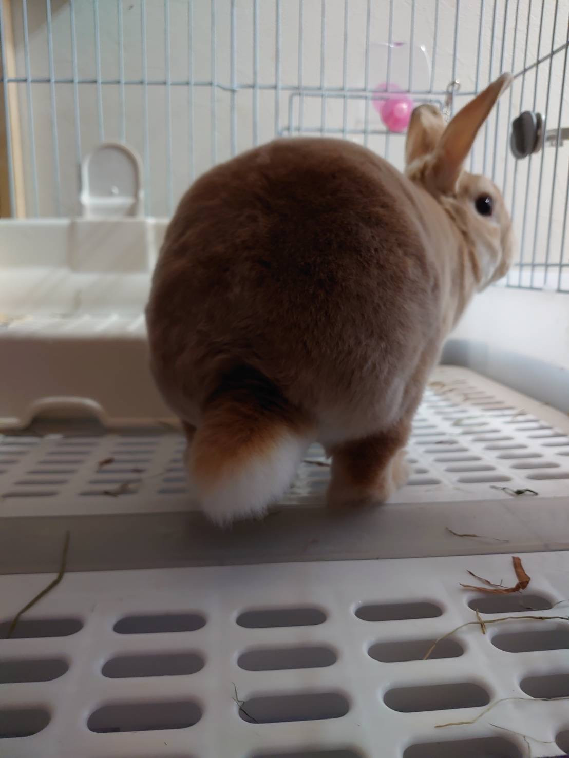うさぎのフランちゃん お泊まりの様子