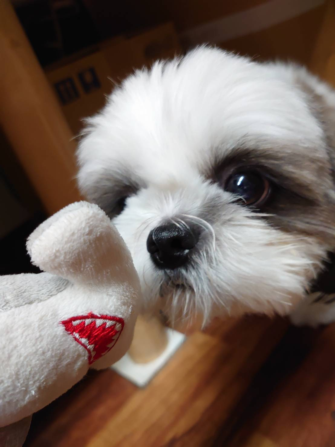シーズーのランちゃん お泊まりの様子