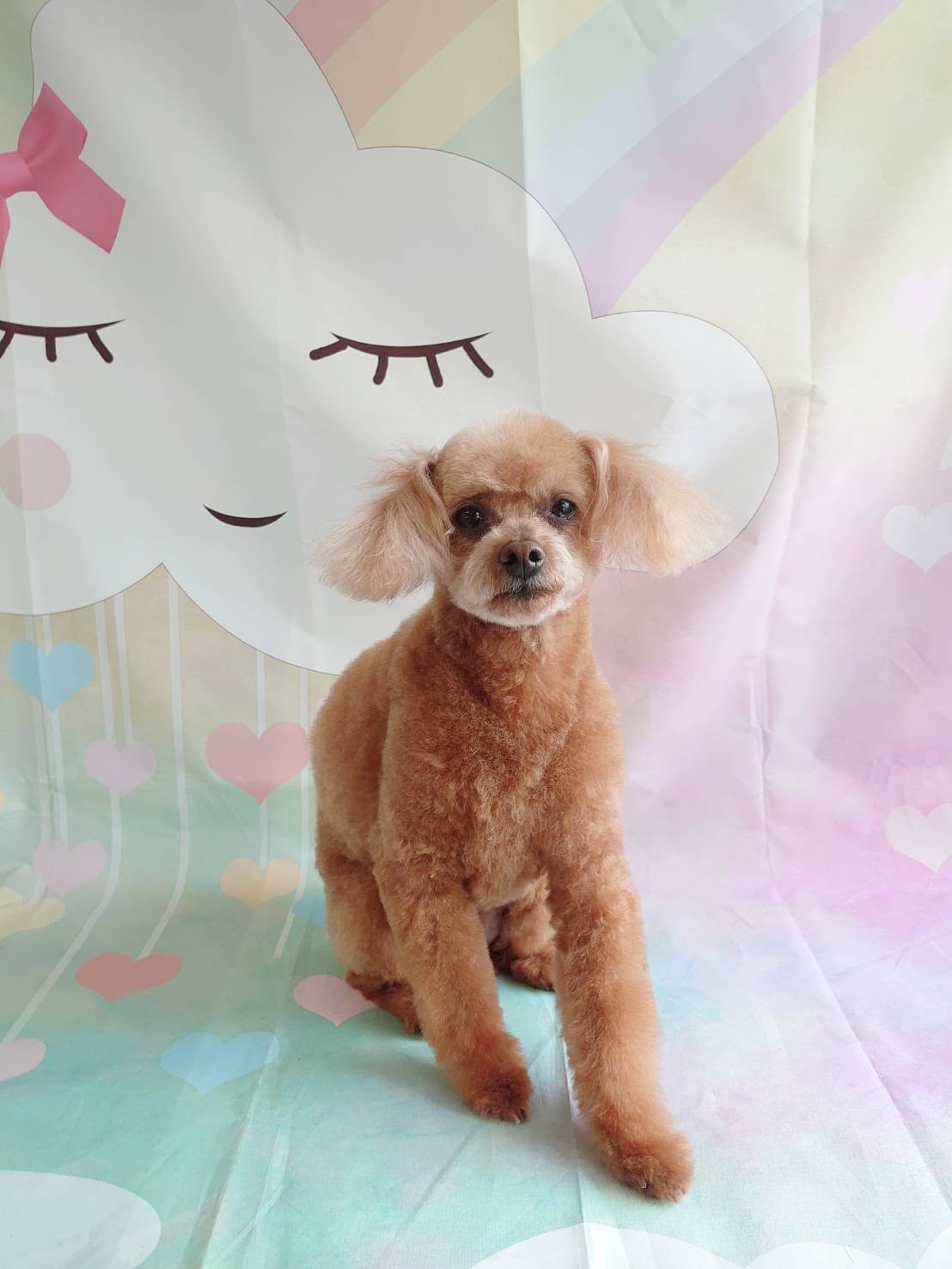 プードルのハルちゃん トリミングコース デンタル