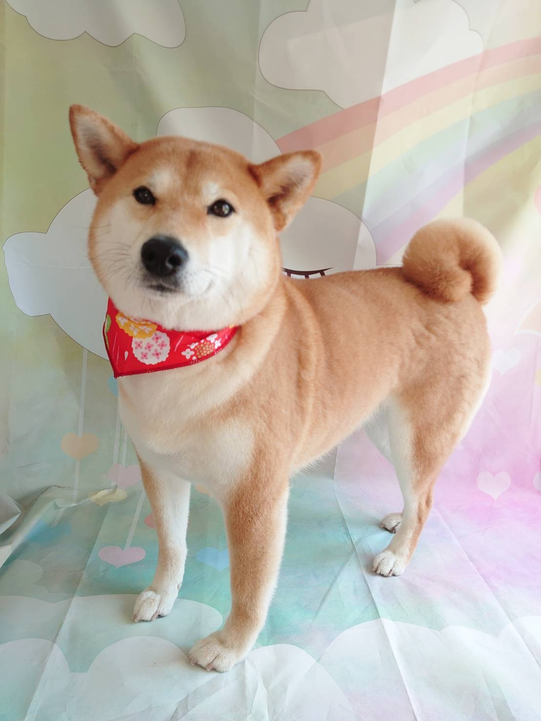 柴のりんちゃん グルーミングコース 部分カット