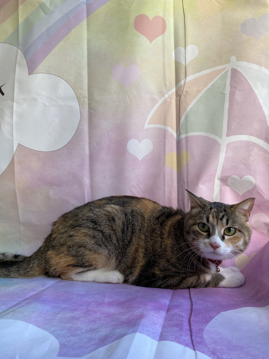 猫のマルちゃん お爪切り