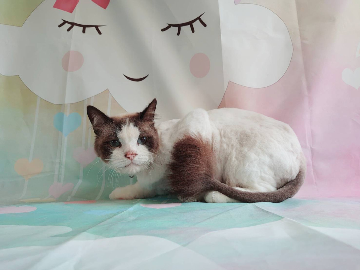 猫のハッピーちゃん トリミングコース