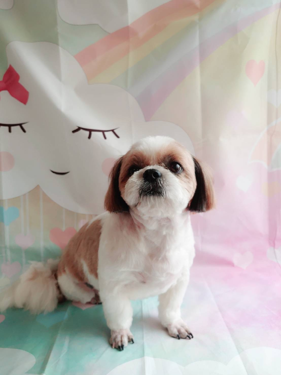 シーズーの空太ちゃん トリミングコース