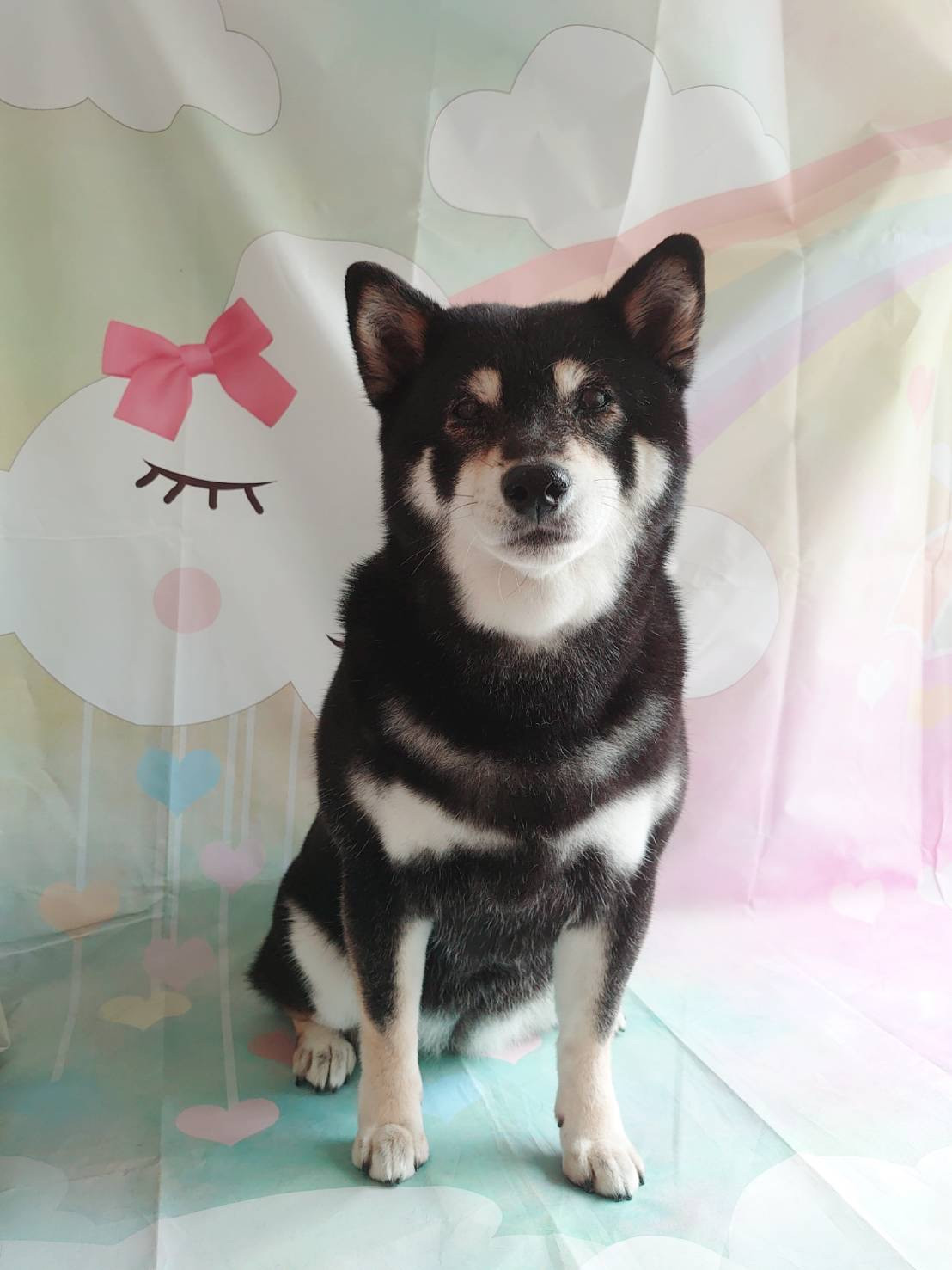 柴のさくらちゃん グルーミングコース